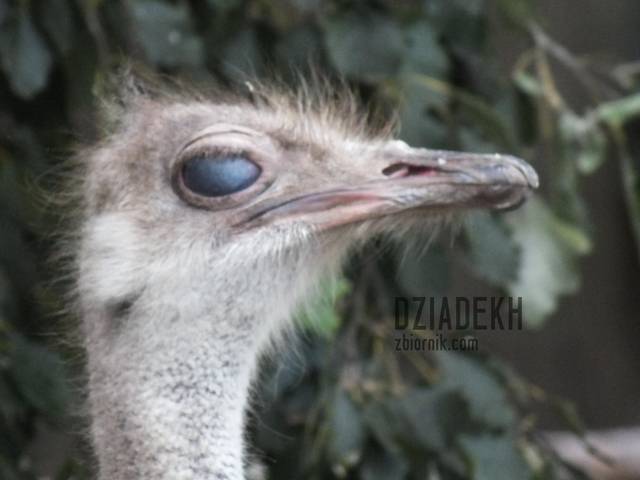 Ma jakieś mętne spojrzenie - dziadekh