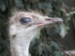 Ma jakieś mętne spojrzenie