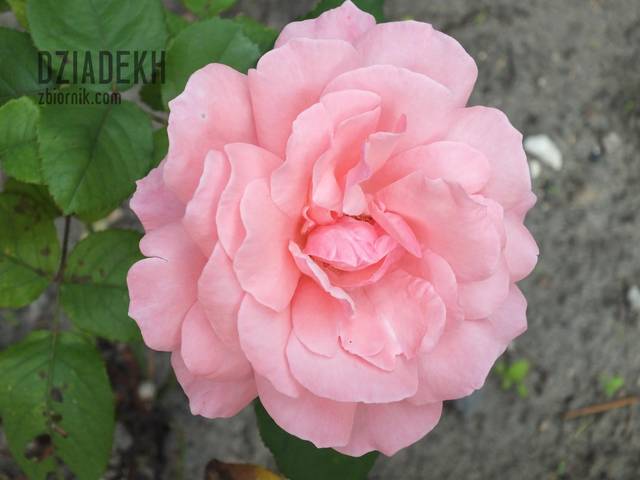 I kwiatek do kożucha - dziadekh