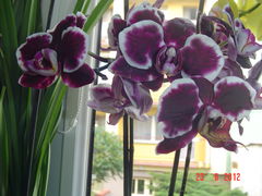 DSC02526.JPG