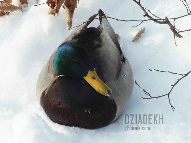 Śnieżny kaczor - dziadekh