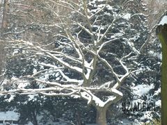 "Na całej połaci śnieg..."