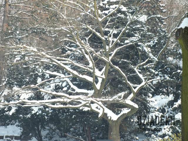 "Na całej połaci śnieg..." - dziadekh
