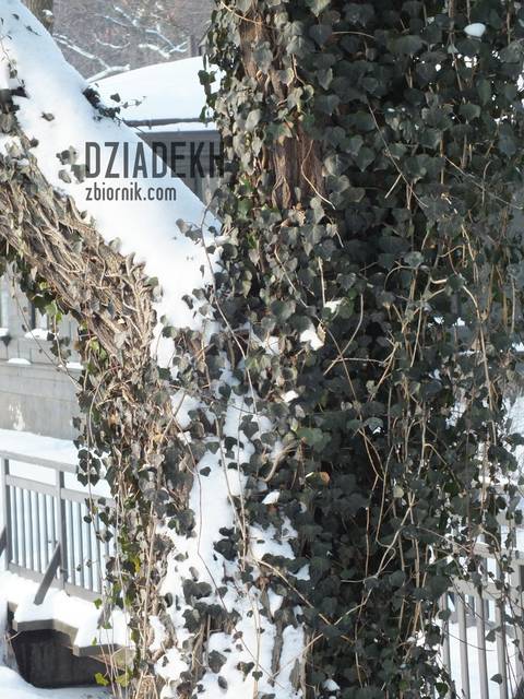 Bluszcz na śniegu - dziadekh