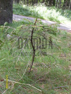 SDC11312.JPG