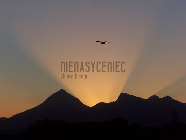 Ptak - Nienasyceniec