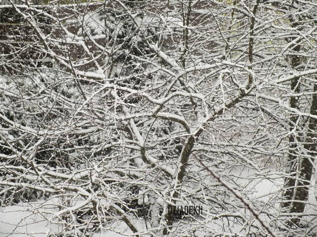 Sypie równo - dziadekh