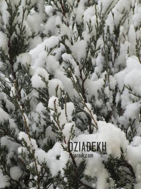 Tuje pod śniegiem - dziadekh