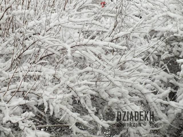 W krzakach też zima - dziadekh