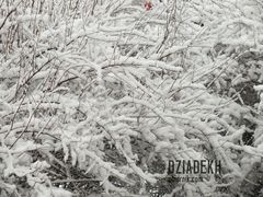 W krzakach też zima