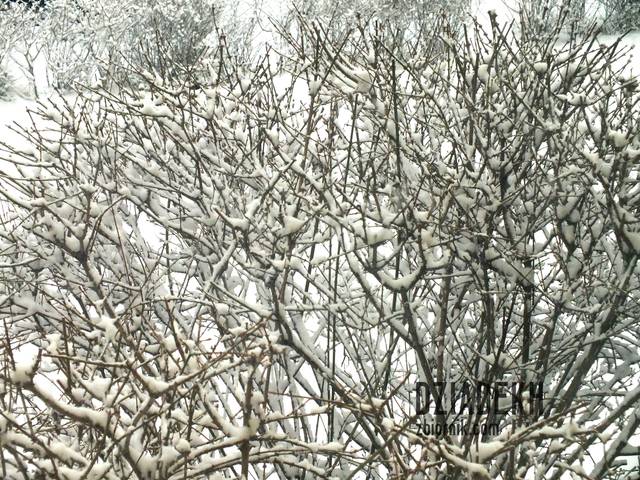 Krzaki za oknem - dziadekh