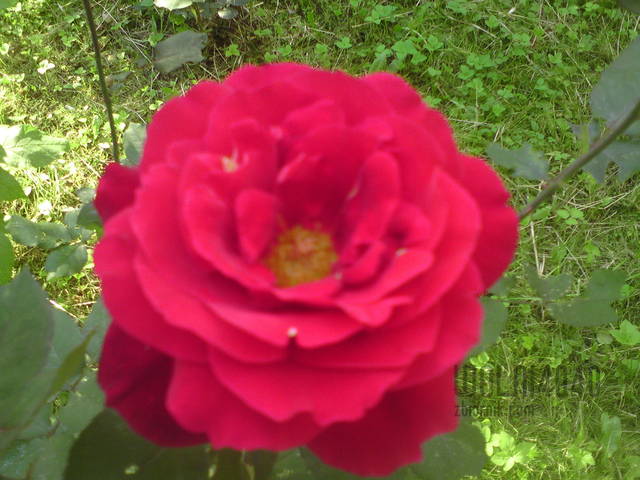 wspomnienie lata - wolni4040