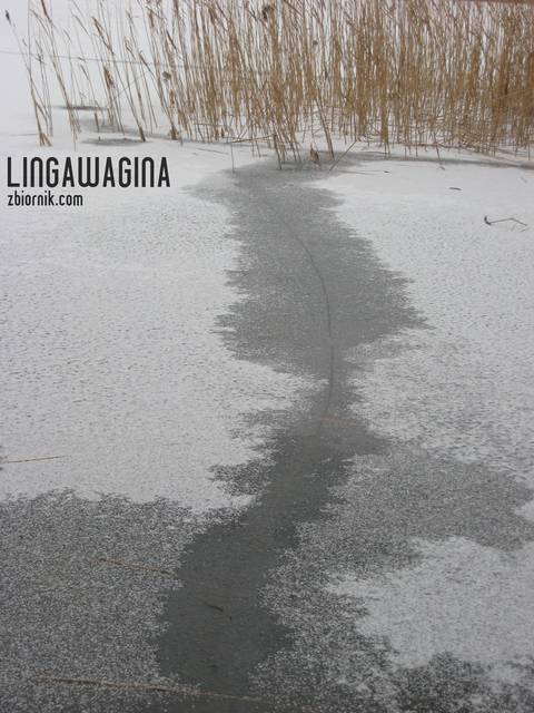o 10.02.2013 082.jpg - lingawagina