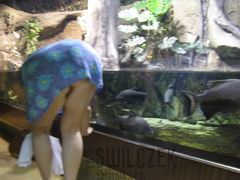 Taką scenkę ujrzałem w Akwarium w Gdynii !