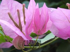 Dzisiaj podobno Walentynki, więc nietypowy kwiatek dla Pań.