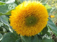 Do wyboru, do koloru