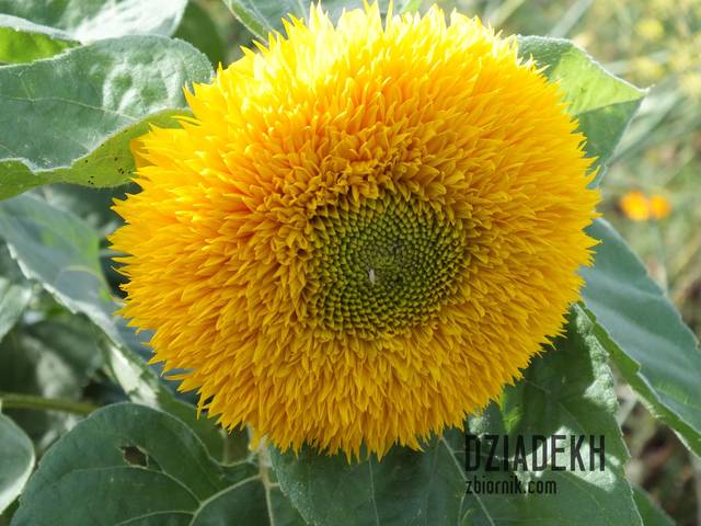 Do wyboru, do koloru - dziadekh