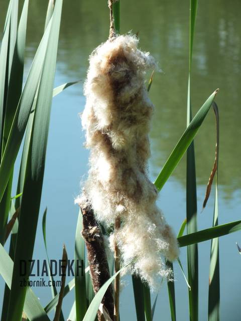 Poeta rzekł: Kobieto, puchu marny..." - dziadekh
