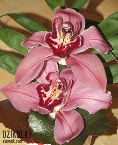 Walentynki, Walentynki i po Walentynkach...