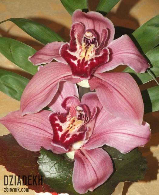 Walentynki, Walentynki i po Walentynkach... - dziadekh