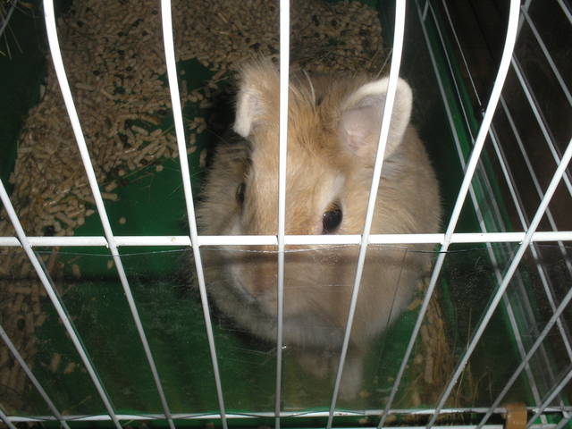 glouwer