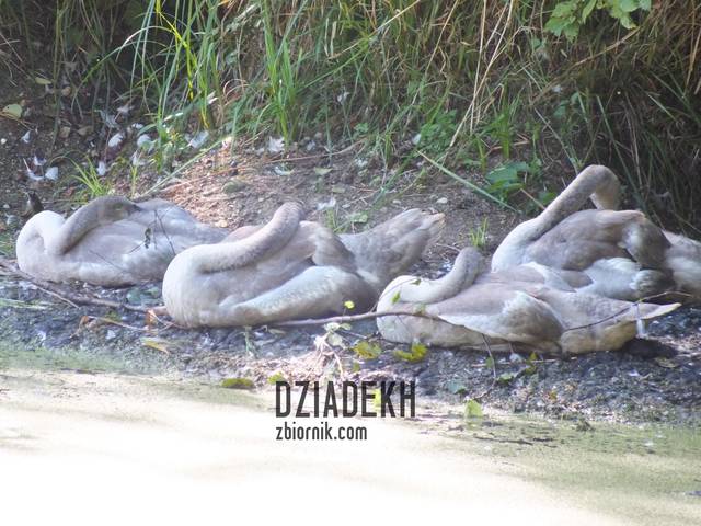 Stado młodych łabądków - dziadekh