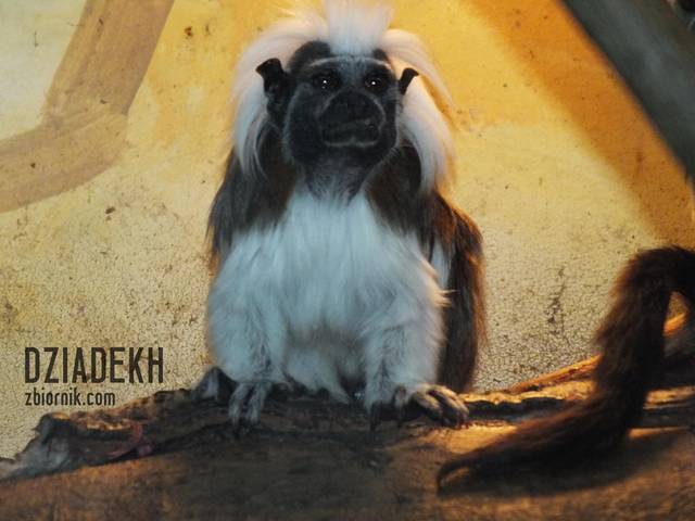 Ciekawa fryzura. Czy się przyjmie? - dziadekh