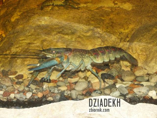 Raczek - nieboraczek - dziadekh