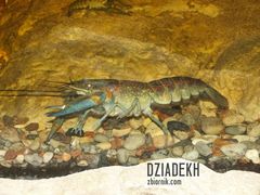 Raczek - nieboraczek