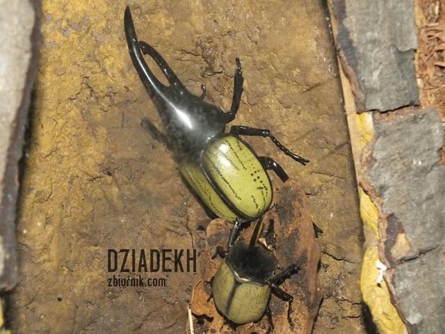 Ten to ma roga! - dziadekh