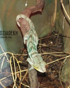 Dla odmiany coś z gadów