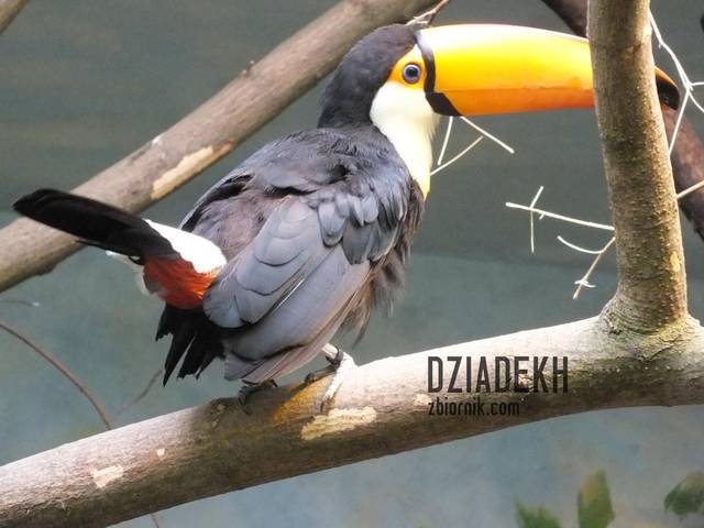 Ten to ma dzioba - dziadekh