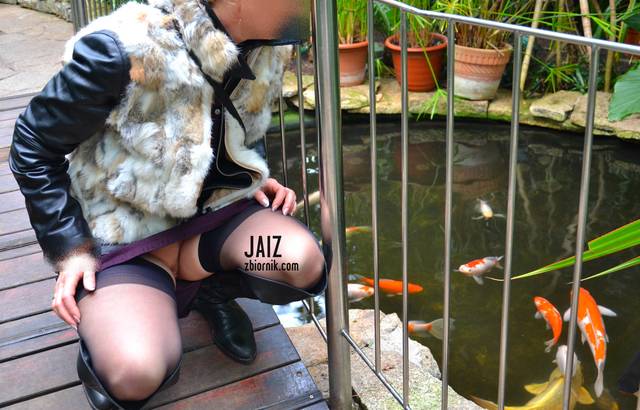 Która to moja złota rybka ? - JAIZ