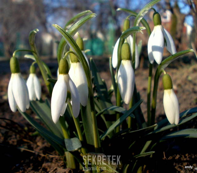 wiosna u mnie właśnie zawitała - sekretek