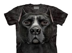 PITBULL.jpg