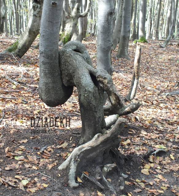 Zakręcone drzewko - dziadekh