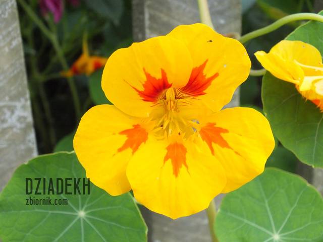 Kiedy wreszcie znów je zobaczymy? - dziadekh