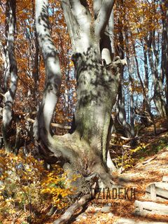 jeszcze jeden drzewianny potworek