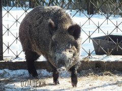 ... dzika ryjącego w śniegu.