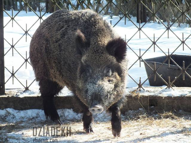 ... dzika ryjącego w śniegu. - dziadekh