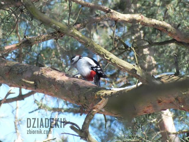 Nie było skowronków, tylko dzięcioł. - dziadekh
