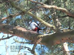 Nie było skowronków, tylko dzięcioł.