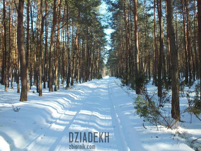 W lesie ani śladu wiosny - dziadekh