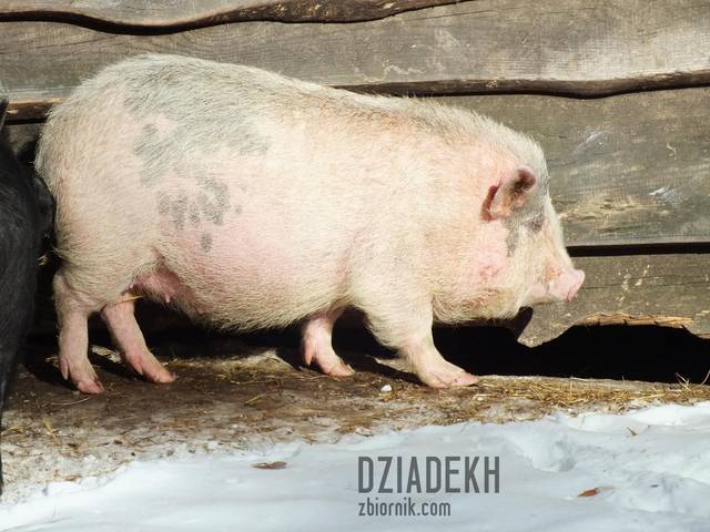 Smacznych świąt - dziadekh