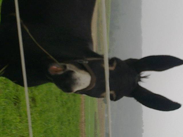 o - KrPiotr41