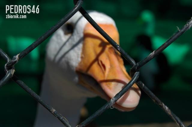 pedros46