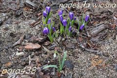 wczorajsza oznaka wiosny:)