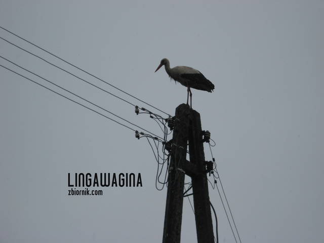 W. 14.04.13 002.jpg - lingawagina