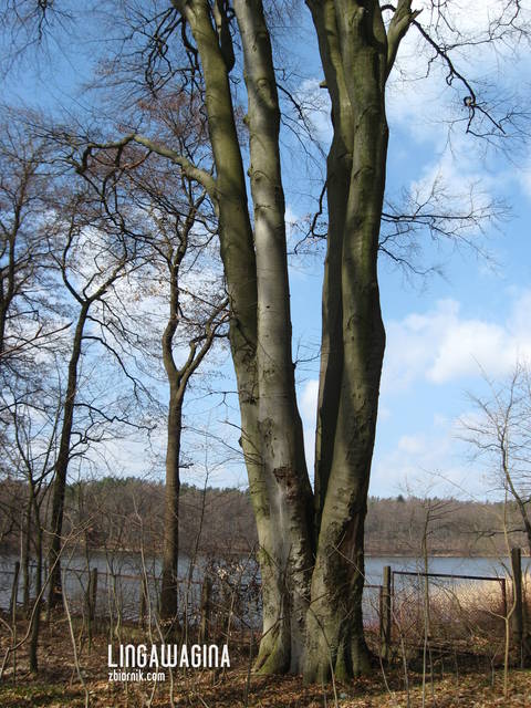 W. 14.04.13 093.jpg - lingawagina