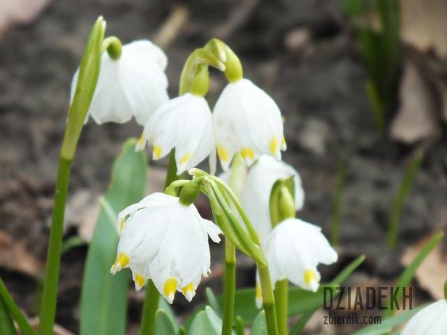 ...i przylaszczki - dziadekh